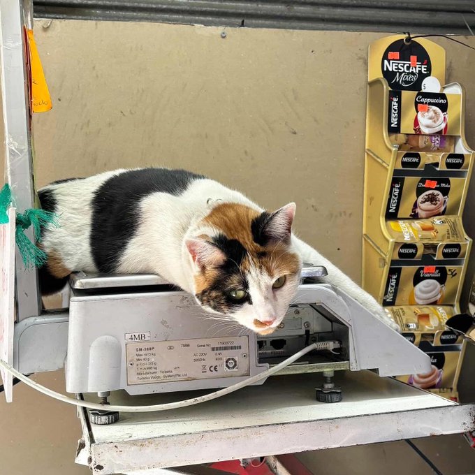 Real bodega cat from NYC